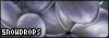 Snowdrops - Lothlorien fansite